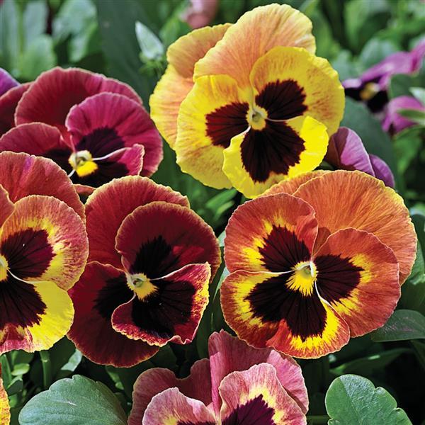 Pansy Seeds Pansy Mammoth Sangria Punch 1,000 Bulk Seeds