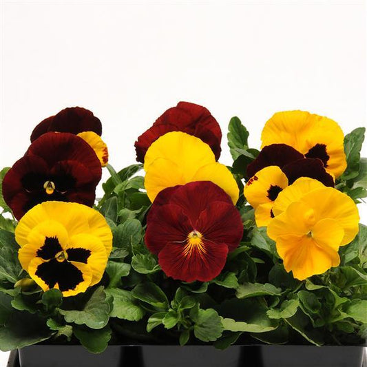 Pansy Seeds Pansies Matrix® Autumn Blaze Mix 1,000 Seeds