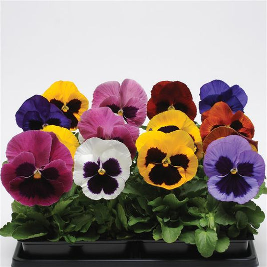 Pansy Seeds Pansies Matrix® Blotch Mix 1,000 Seeds