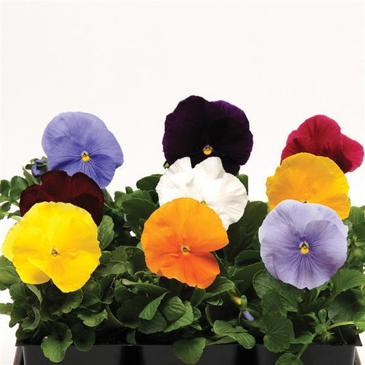 Pansy Seeds Pansies Matrix® Clear Mix 1,000 Seeds