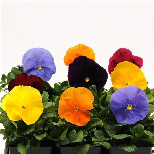 Pansy Seeds Pansies Matrix® Jewels Mix 1,000 Seeds