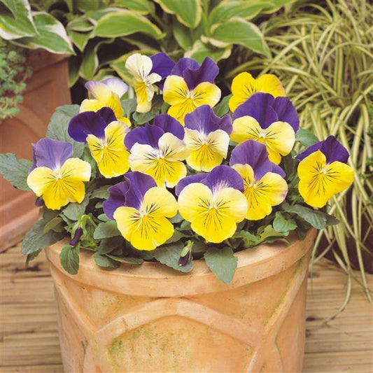 Pansy Seeds Pansies Matrix® Morpheus 1,000 Seeds