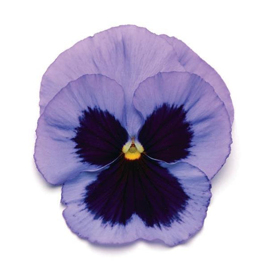 Pansy Seeds Pansies Matrix® Ocean 1,000 Seeds