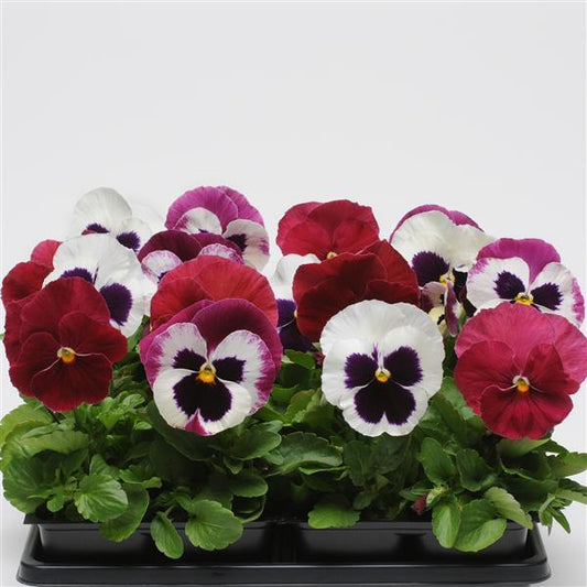 Pansy Seeds Pansies Matrix® Raspberry Sundae Mix 1,000 Seeds