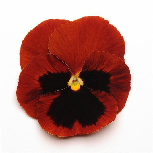 Pansy Seeds Pansies Matrix® Red Blotch 1,000 Seeds