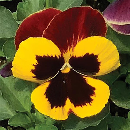 Pansy Seeds Pansies Matrix® Red Wing 1,000 Seeds