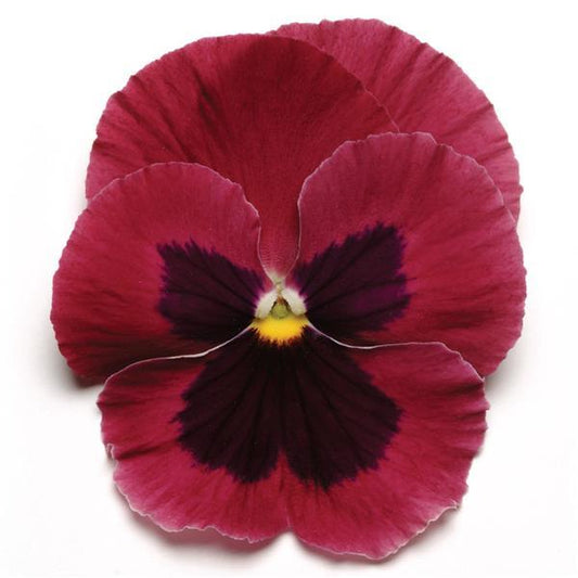 Pansy Seeds Pansies Matrix® Rose Blotch 1,000 Seeds