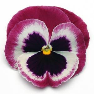 Pansy Seeds Pansies Matrix® Rose Wing 1,000 Seeds