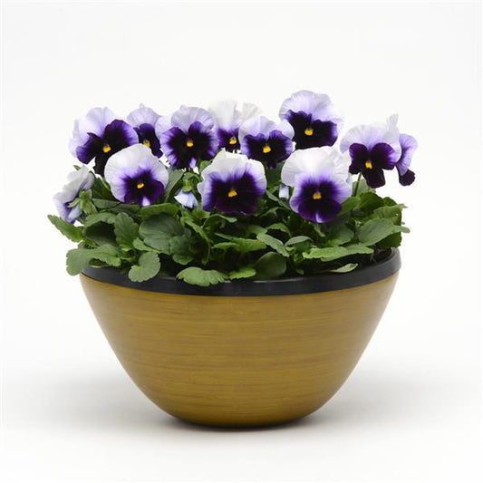 Pansy Seeds Pansy Spring Matrix™ Beaconsfield 1,000 Seeds