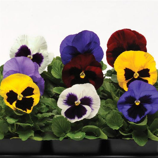 Pansy Seeds Pansy Spring Matrix™ Blotch Mix 1,000 Seeds