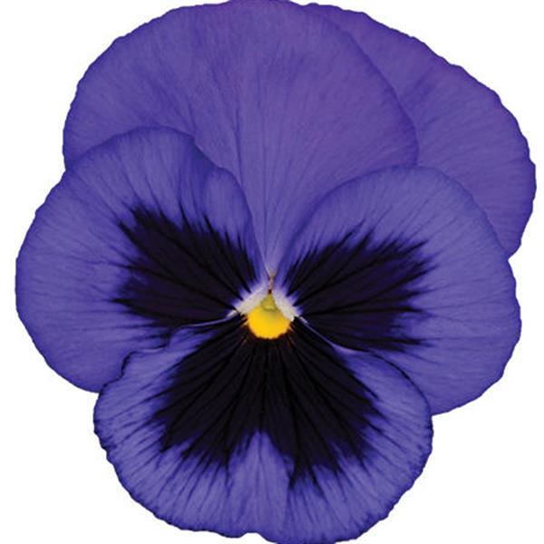 Pansy Seeds Pansy Spring Matrix™ Blue Blotch 1,000 Seeds