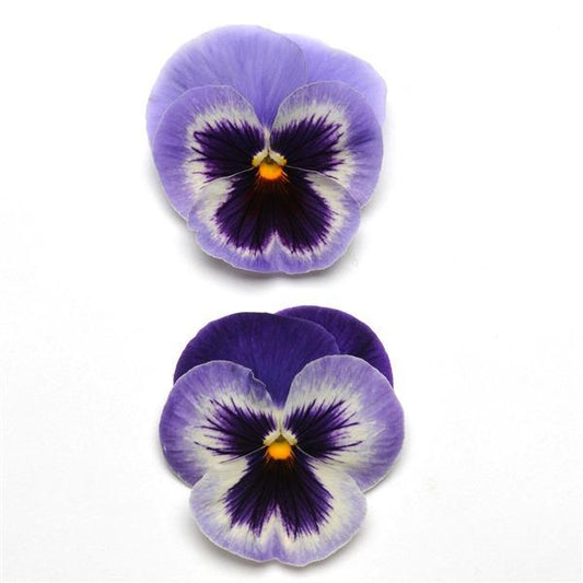 Pansy Seeds Pansy Spring Matrix™ Blue Wing 1,000 Seeds