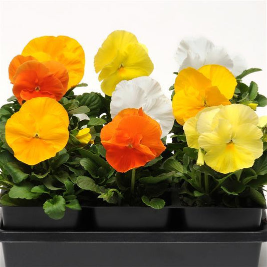 Pansy Seeds Pansy Spring Matrix™ Daffodil Mix 1,000 Seeds