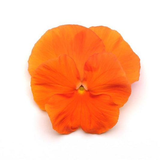 Pansy Seeds Pansy Spring Matrix™ Deep Orange 1,000 Seeds