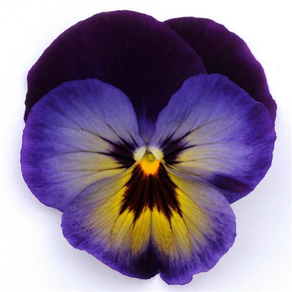 Pansy Seeds Pansy Spring Matrix™ Midnight Glow 1,000 Seeds