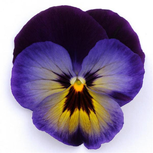 Pansy Seeds Pansy Spring Matrix™ Midnight Glow 1,000 Seeds