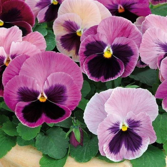 Pansy Seeds Pansy Spring Matrix™ Pink Shades 1,000 Seeds