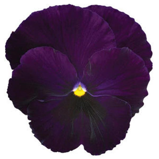 Pansy Seeds Pansy Spring Matrix™ Purple 1,000 Seeds