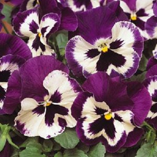 Pansy Seeds Pansy Spring Matrix™ Purple White 1,000 Seeds