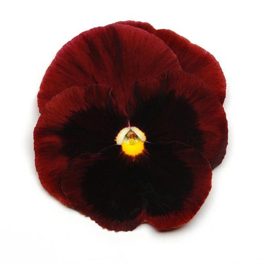 Pansy Seeds Pansy Spring Matrix™ Red Blotch 1,000 Seeds