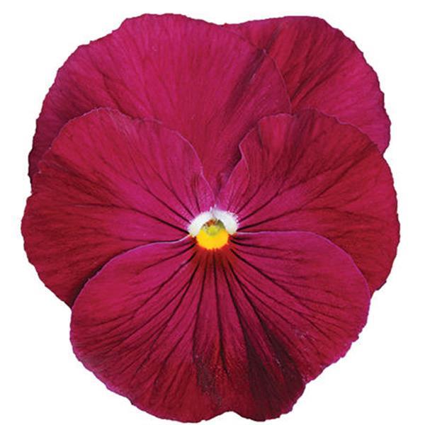 Pansy Seeds Pansy Spring Matrix™ Rose 1,000 Seeds