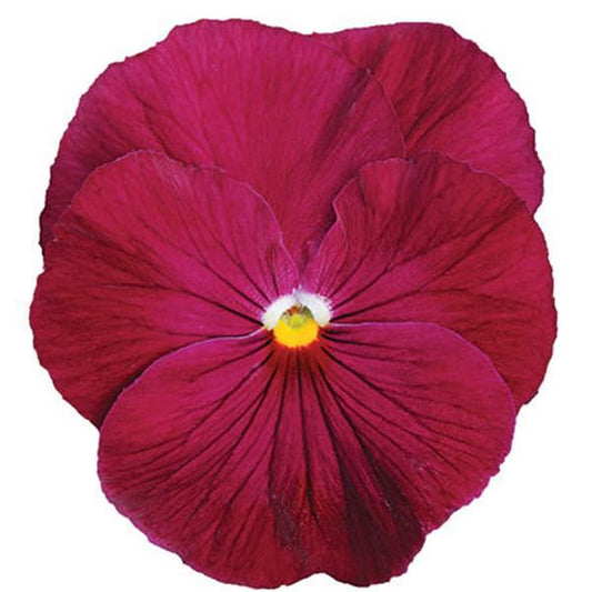 Pansy Seeds Pansy Spring Matrix™ Rose 1,000 Seeds