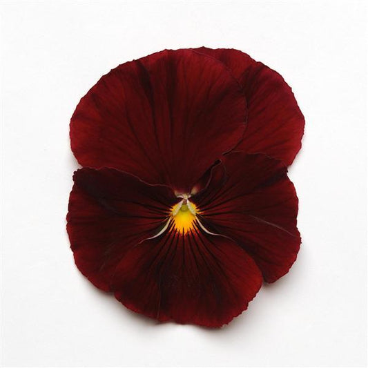 Pansy Seeds Pansy Spring Matrix™ Scarlet 1,000 Seeds