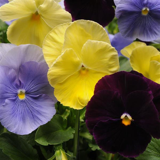 Pansy Seeds Pansy Spring Matrix™ Tricolor Mix 1,000 Seeds