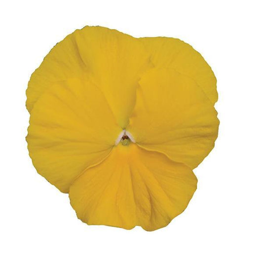 Pansy Seeds Pansy Spring Matrix™ Yellow 1,000 Seeds