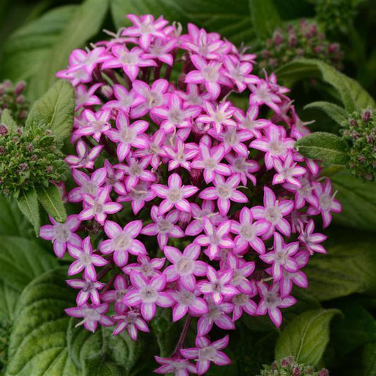 Pelleted Seeds Pentas Glitterati™ Purple Star