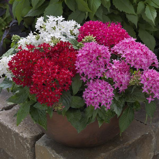 Pelleted Seeds Pentas BeeBright Mix Flower Seeds