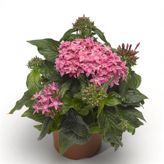 Pelleted Seeds Pentas BeeBright Pink Flower Seeds