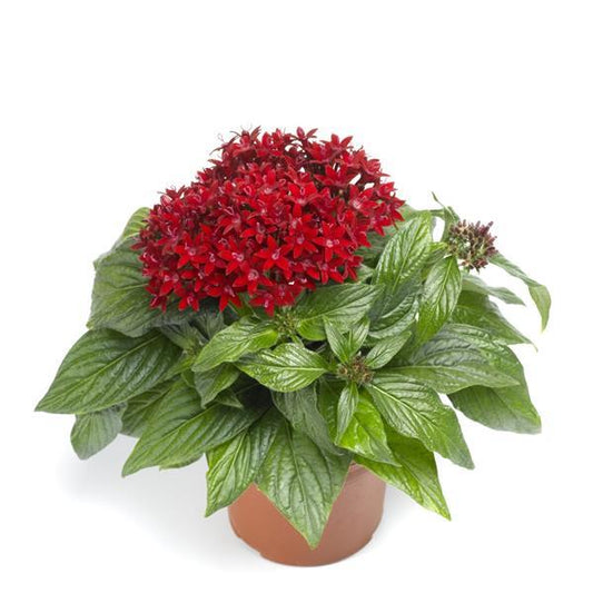 Pelleted Seeds Pentas BeeBright Red Flower Seeds