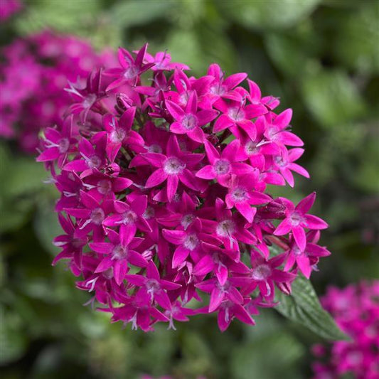 Pelleted Seeds Pentas BeeBright Violet Flower Seeds