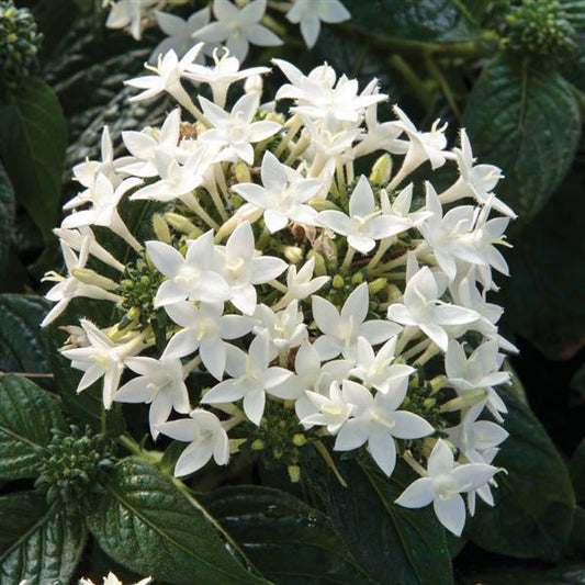 Pelleted Seeds Pentas BeeBright White Flower Seeds