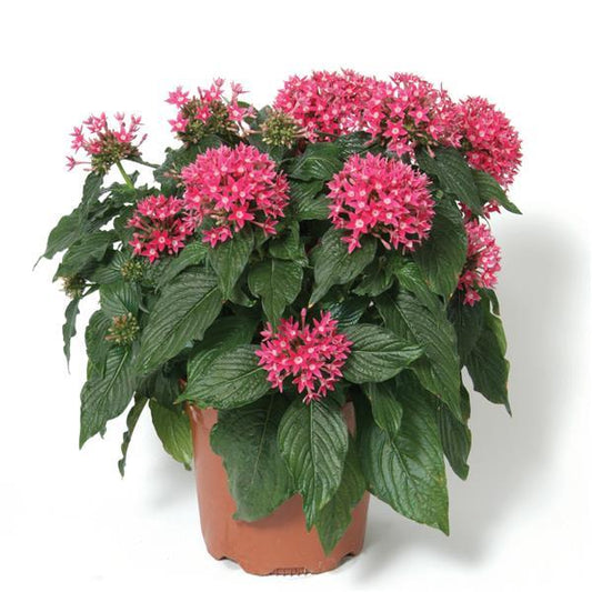 Pelleted Seeds Pentas Butterfly™ Deep Pink Flower Seeds