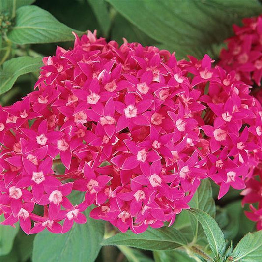 Pelleted Seeds Pentas Butterfly™ Deep Rose Flower Seeds