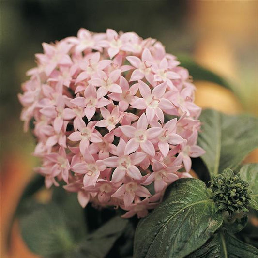 Pelleted Seeds Pentas Butterfly™ Light Lavender Flower Seeds