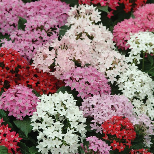 Pelleted Seeds Pentas Butterfly™ Mix Flower Seeds