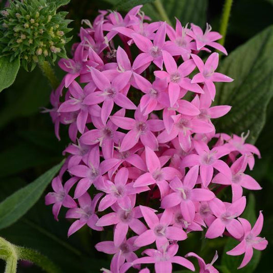 Pelleted Seeds Pentas Butterfly™ Orchid Flower Seeds