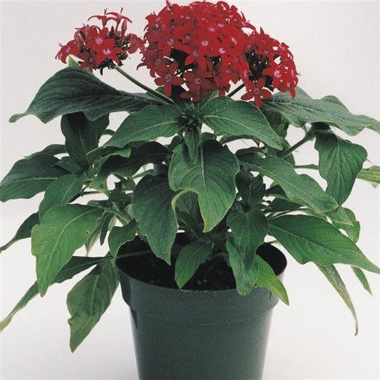 Pelleted Seeds Pentas Butterfly™ Red Flower Seeds