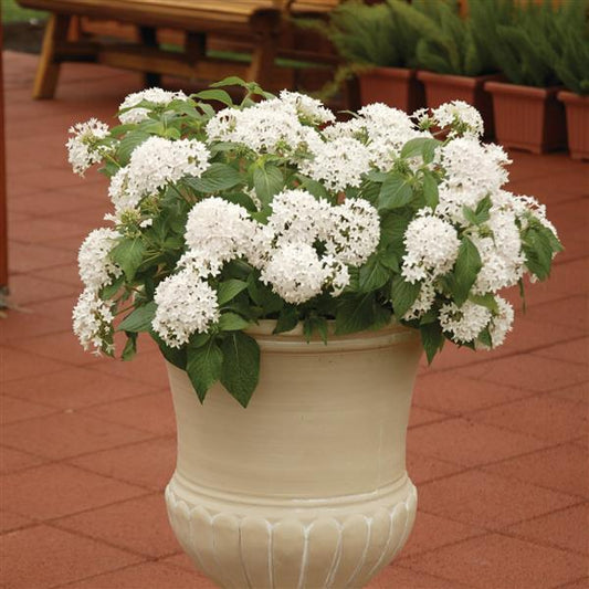 Pelleted Seeds Pentas Butterfly™ White Flower Seeds