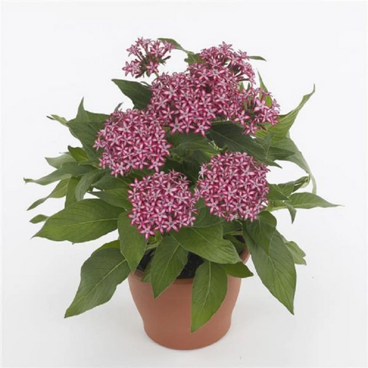 Pelleted Seeds Pentas Glitterati™ Red Star