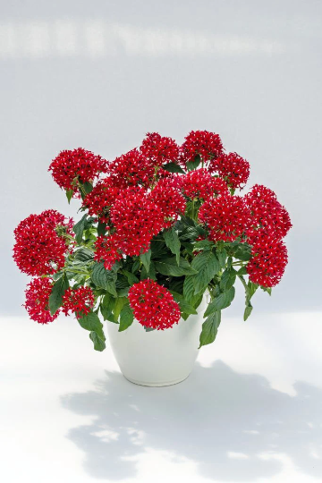 Pelleted Seeds Graffiti® Red Velvet Flower Seeds