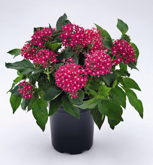 Pelleted Seeds Graffiti® Rose Flower Seeds