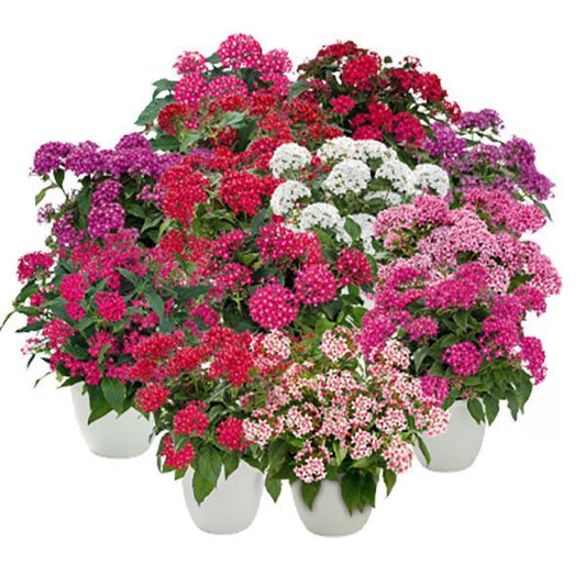 Pelleted Seeds Graffiti® Select Mix Flower Seeds