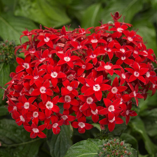 Pelleted Seeds Pentas HoneyCluster Red Flower Seeds