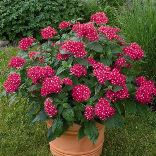 Pelleted Seeds Pentas Kaleidoscope Deep Rose Flower Seeds