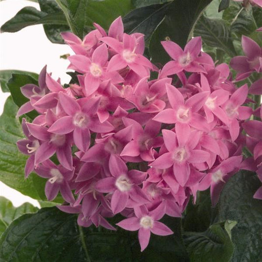 Pelleted Seeds Pentas Kaleidoscope Pink Flower Seeds