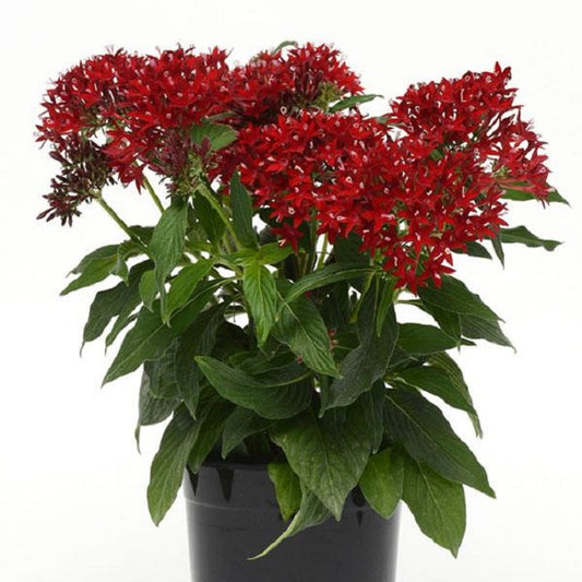 Pelleted Seeds Pentas Lucky Star® Dark Red Flower Seeds